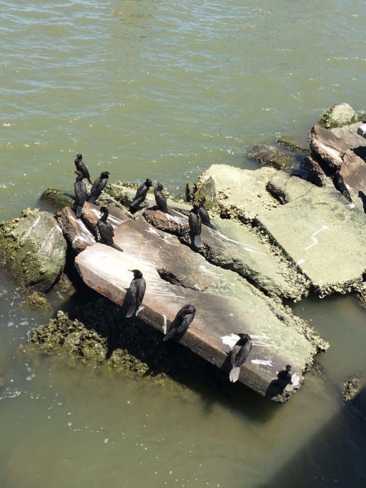 瞧這海邊礁石上：悠閑棲息的海鳥們！