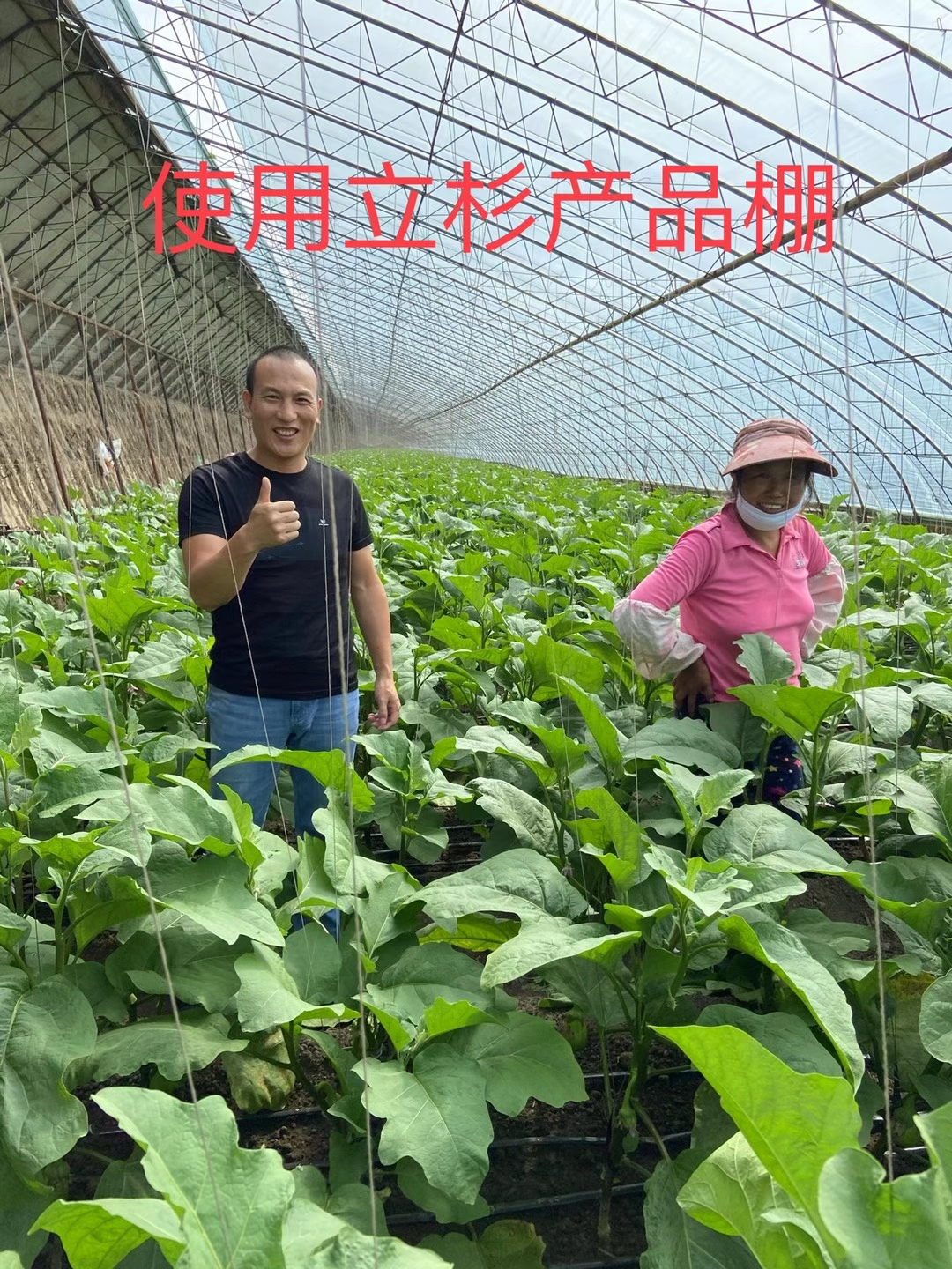 <a href=http://zzzdp.cn target=_blank class=infotextkey>上海立杉</a>水溶肥在北方暖棚茄子上的效果反饋2