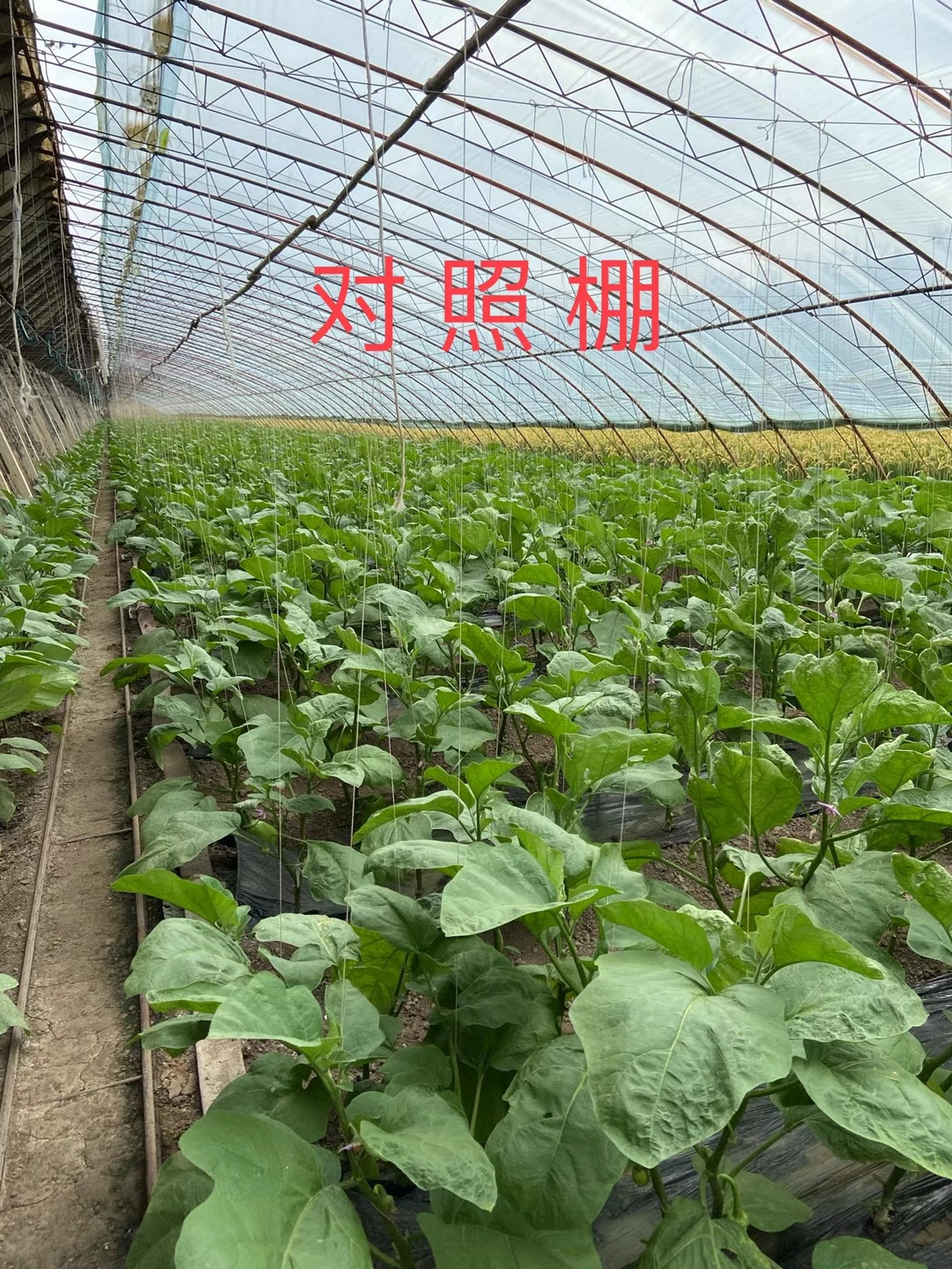 <a href=http://zzzdp.cn target=_blank class=infotextkey>上海立杉</a>水溶肥在北方暖棚茄子上的效果反饋3