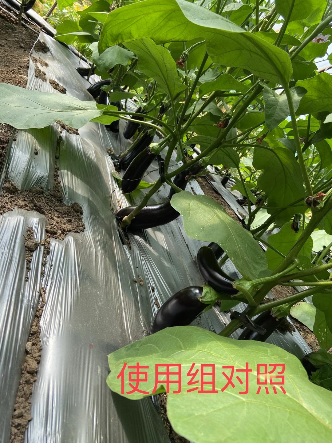 <a href=http://zzzdp.cn target=_blank class=infotextkey>上海立杉</a>水溶肥在北方暖棚茄子上的效果反饋5