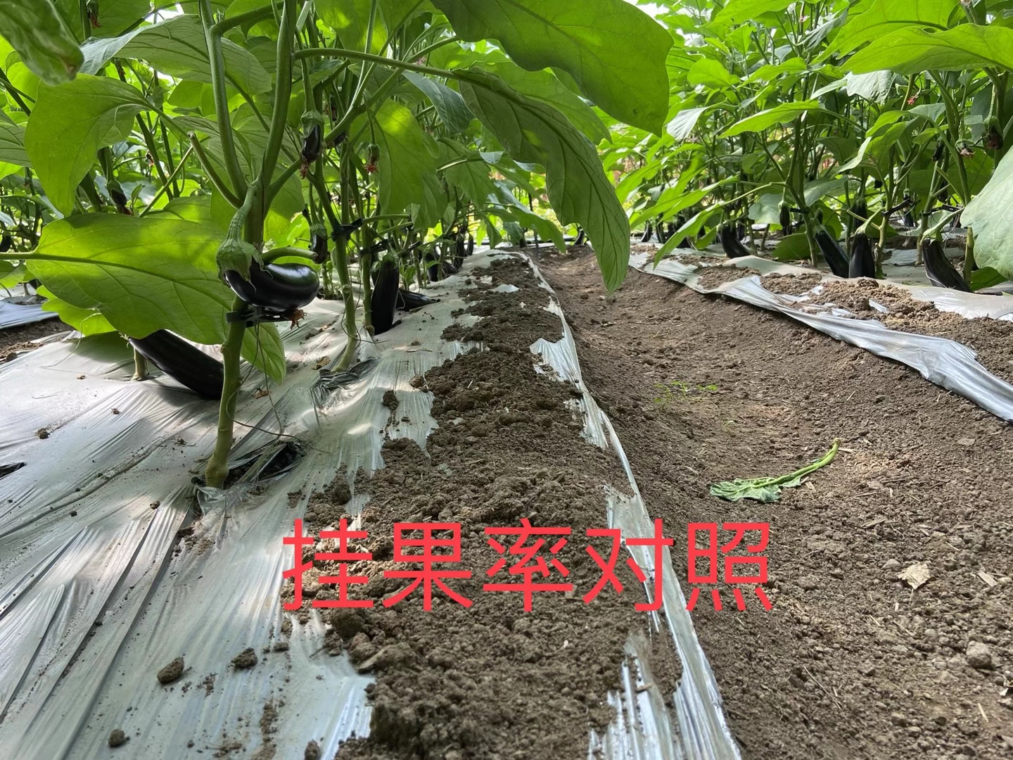 <a href=http://zzzdp.cn target=_blank class=infotextkey>上海立杉</a>水溶肥在北方暖棚茄子上的效果反饋4