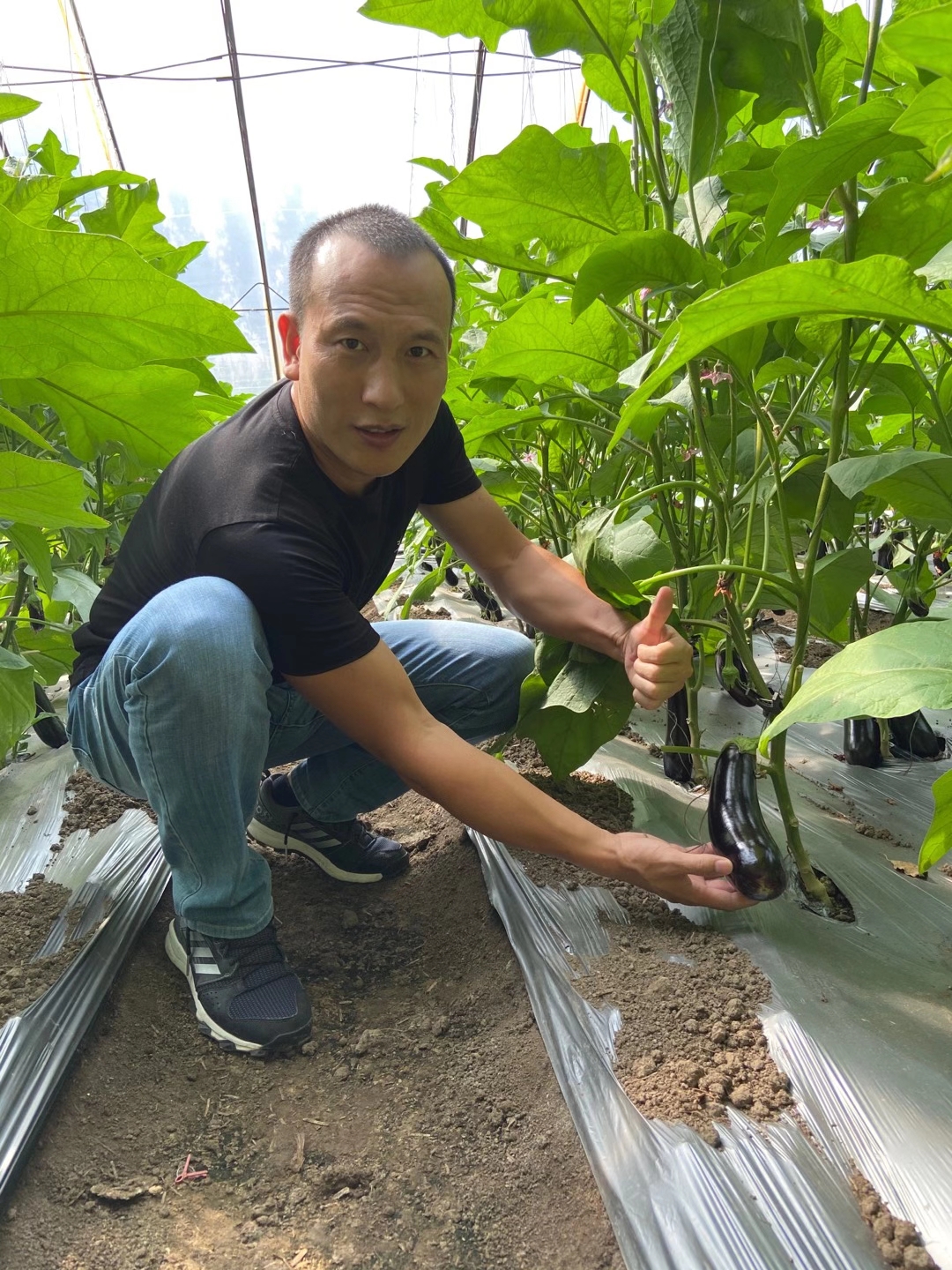 <a href=http://zzzdp.cn target=_blank class=infotextkey>上海立杉</a>水溶肥在北方暖棚茄子上的效果反饋6