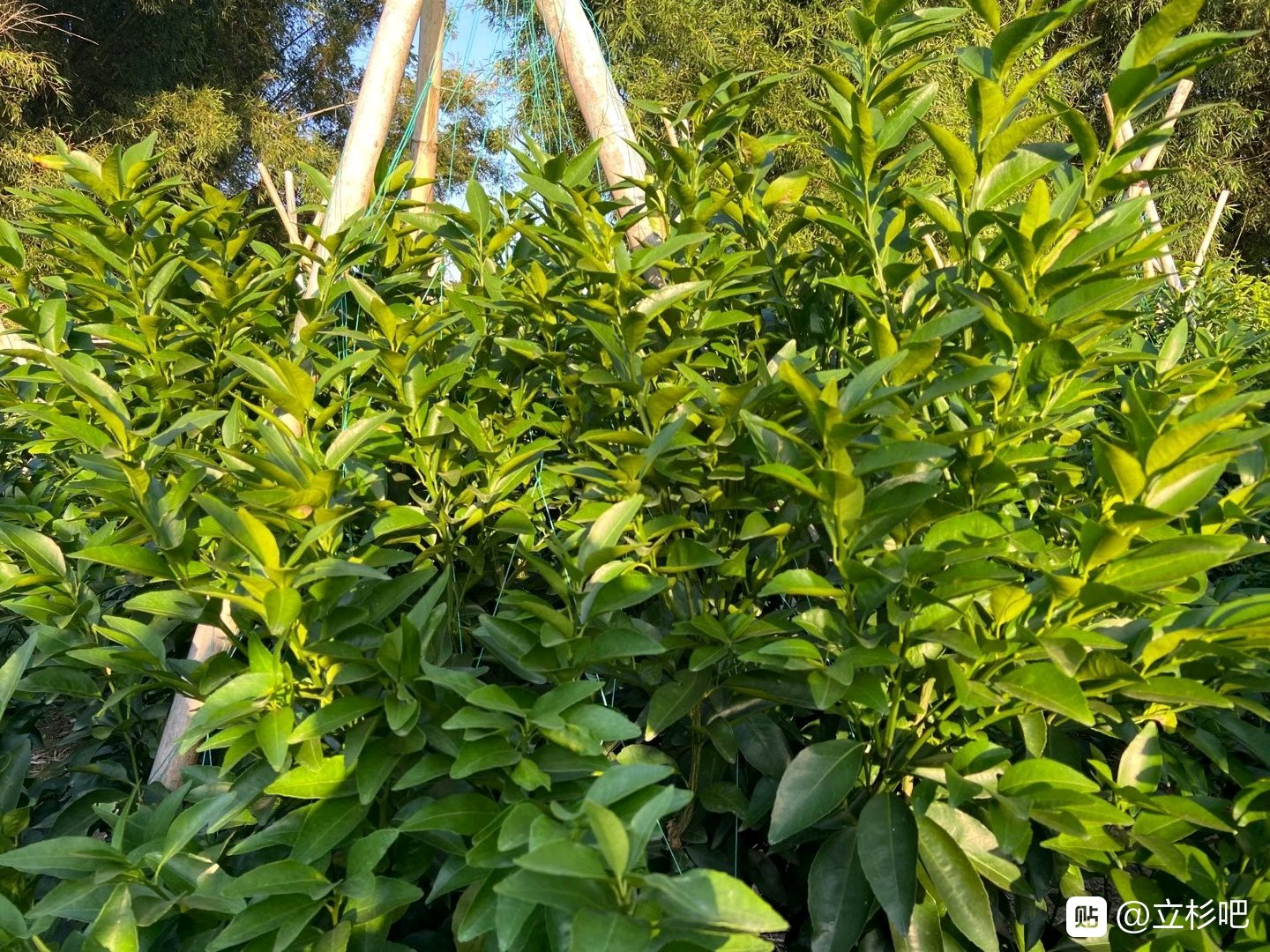 上海立杉炭基肥的效果好嗎？大家看看在柑橘上的效果